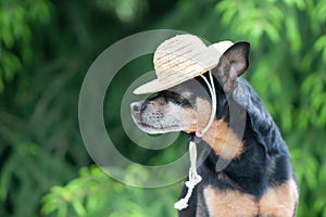 Funny dog in a straw hat, vacationer, gardener. Space for text. Assistant Farmer Concept