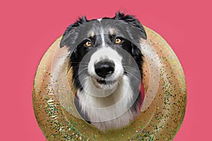 Funny dog summer concpet. Border collie making a face and looking at camera inside of a yellow infltable. Isolated on pink