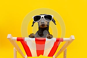 Funny dog summer. Dachshund puppy relaxing on a beach chair wearing sunglasses going on vacations. Isolated on yellow background