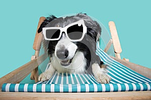 Funny dog summer. Happy border collie sitting on a beach chair wearing sunglasses. Isolated on blue colored background photo