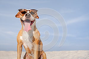 Funny dog in sunglasses on the beach in the summer.