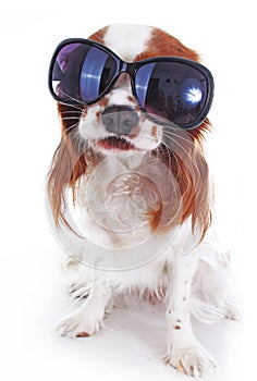 Funny dog with sunglasses can illustrate travelling or any other concept. Funny king charles spaniel dog. Funniest Cavalier dog.