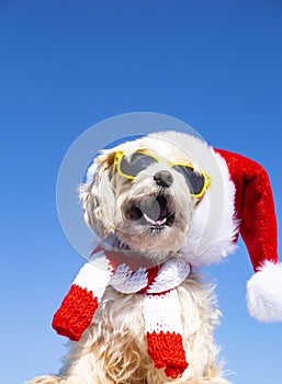 Funny dog with sunglasses and christmas hat