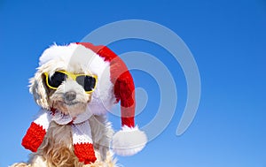 Funny dog with sunglasses and christmas hat