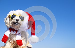 Funny dog with sunglasses and christmas hat