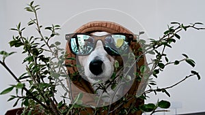 Funny dog in sunglasses and hood in studio