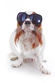 Funny dog with sunglasses. Summer edition. Cavalier king charles spaniel dog photo. Beautiful cute cavalier puppy dog on