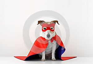 Funny dog in superhero costume