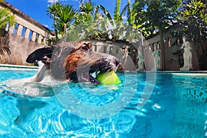 Funny dog swim in pool