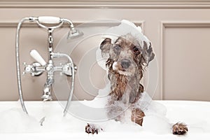 Smiešny pes bublina kúpeľ 