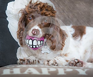 Funny happy dog teeth portrait