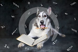 Funny dog thinking about fibonacci numbers