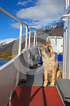 Funny dog traveling on ship board