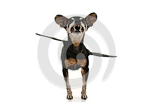 FUNNY DOG VAMPIRE COSTUME BAT WING FOR HALLOWEEN OR CARNIVAL. SHOWING TEETH .ISOLATED STUDIO SHOT AGAINST WHITE BACKGROUND