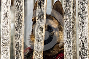 Funny dog watching at me