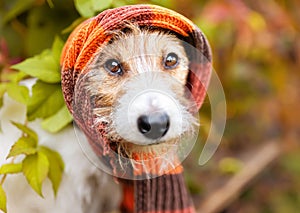 Funny dog wearing autumn winter scarf, cough, cold, flu background