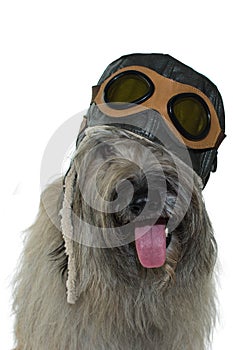 FUNNY DOG WEARING AN AVIATOR OR PILOT HAT WITH GOGGLES. ISOLATED ON WHITE BACKGROUND. IMAGINATION, CARNIVAL OR DREAM CONCEPT