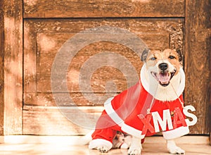 Funny dog wearing costume of Santa Claus with Xmas sign in southern country on sunny warm day