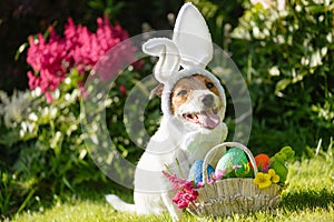 Funny dog wearing easter bunny costume and festive basket with multicolored eggs photo