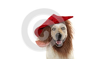 FUNNY DOG WEARING A ELF HAT WITH BEARD RED CHRISTMAS COSTUME . I