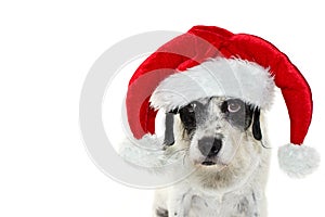 FUNNY DOG WEARING A ELF SANTA CLAUS HAT CELEBRATING CHRISTMAS LO