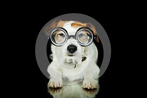 FUNNY DOG WEARING NERD GEEK GLASSES. ISOLATED AGAINST BLACK BACKGROUND