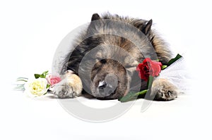 Funny Dog wedding Rose