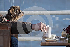 Funny dog, wirehaired dachshund with a man`s arm pours coffee in