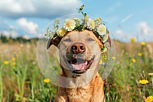 Funny dog in a wreath from wild flowers in the field