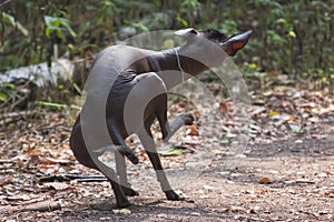 Funny dog xolo breed xoloitzcuintle, mexican nude in a summer forest