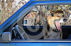 Funny dog yawning in a car