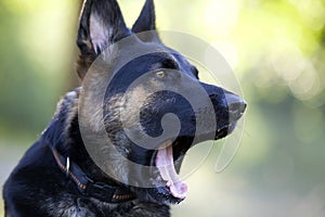 Funny dog yawning