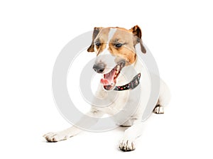 Funny dog yawns