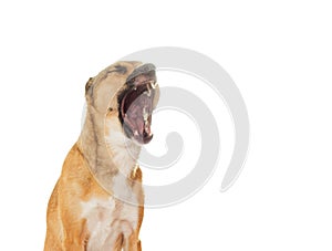 Funny dog yawns