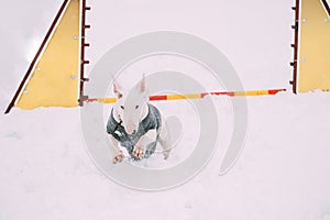 Funny Dog Young English Bull Terrier Bullterrier Puppy Dog Jumping Through Barrier In Snow Snowdrift During Agility Dog