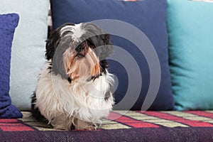 Funny dog â€‹â€‹is sitting at home on the couch. Shih Tzu breed. pet