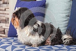 Funny dog â€‹â€‹is sitting at home on the couch. Shih Tzu breed. pet