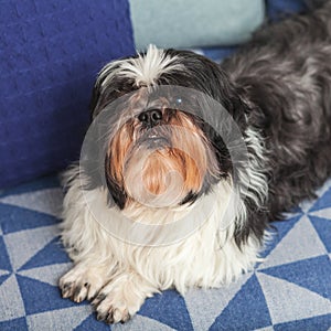 Funny dog â€‹â€‹is sitting at home on the couch. Shih Tzu breed. pet