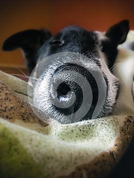 Funny dog â€‹â€‹sleeps on the ownerâ€™s bed. Stock photo dog nose close-up