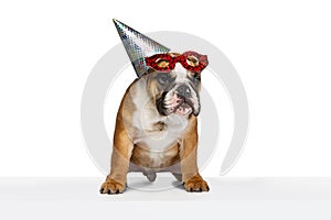 Funny doggy, purebred dog, bulldog in shiny holiday cap isolated on white studio background. Concept of animal, breed