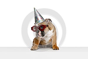 Funny doggy, purebred dog, bulldog in shiny holiday cap isolated on white studio background. Concept of animal, breed