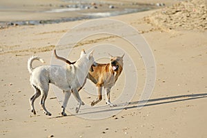 Funny Dogs on the Beach