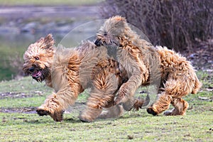 Funny dogs frolicking in the park