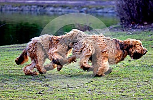 Funny dogs frolicking in the park