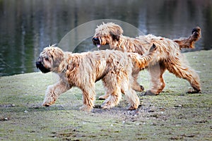 Funny dogs frolicking in the park