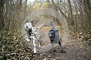 Funny dogs running together in the weathered forest