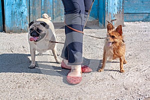 Funny dogs tangled the leashes at the girl`s legs.