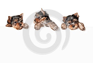 Funny dogs with white banner