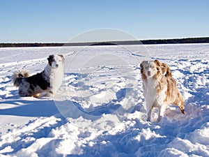 Funny dogs winter outdoors