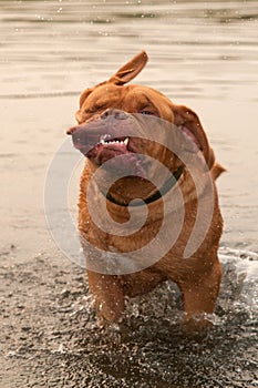 Funny Dogue De Bordeaux shakes off water photo